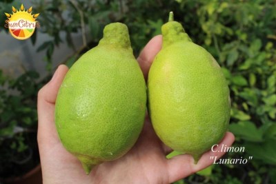 C.limon Lunario3 - 